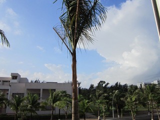 20111106哈哈，这是海南独有的风景啊！冬天？.JPG