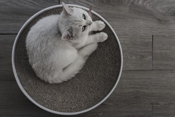 猫