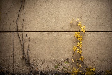 _JFC6619x-800.jpg