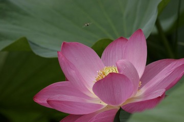 蜜蜂 荷花