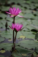 IMG_5773.JPG