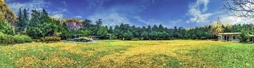 东花园秋2