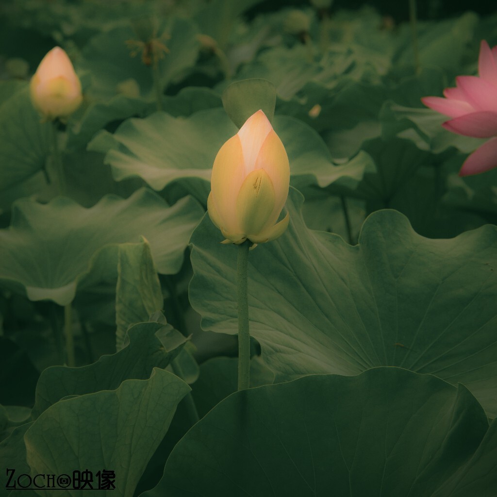 出淤泥而不染——横山寺里的莲