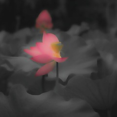 如诗如画