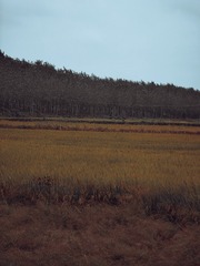 1000015411