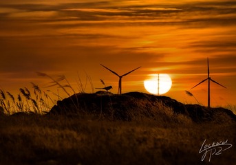 夕阳和鸟