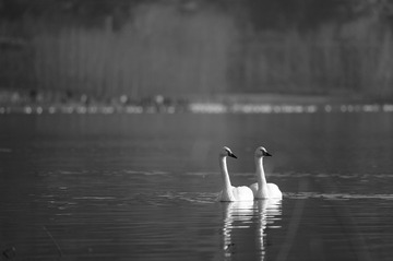 ABC_6173