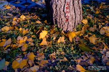20151126153550-Coordinated