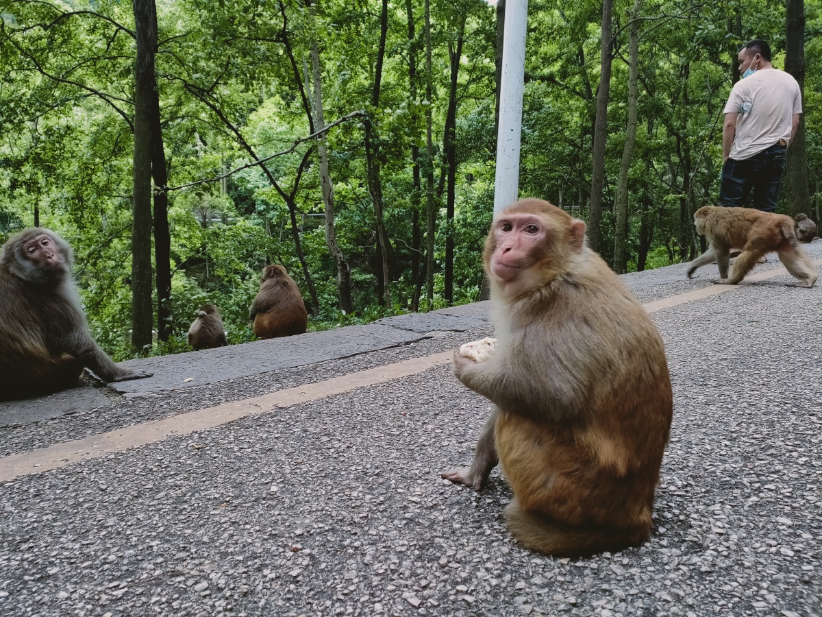 未修图未p图这猴子现在可挑了矿泉水都不喝要抢饮料