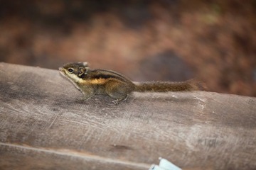IMG_3374.JPG