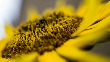 IMGP2952-2