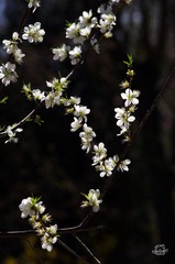 IMGP1655.jpg