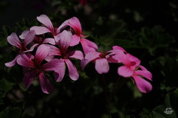 IMGP1690.jpg