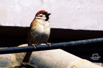 IMGP1178.jpg