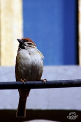 IMGP1181.jpg
