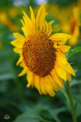 IMGP3088.jpg