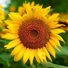 IMGP3092.jpg
