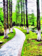 林间小路.jpg