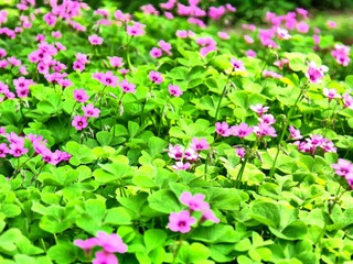 那些花儿2.jpg