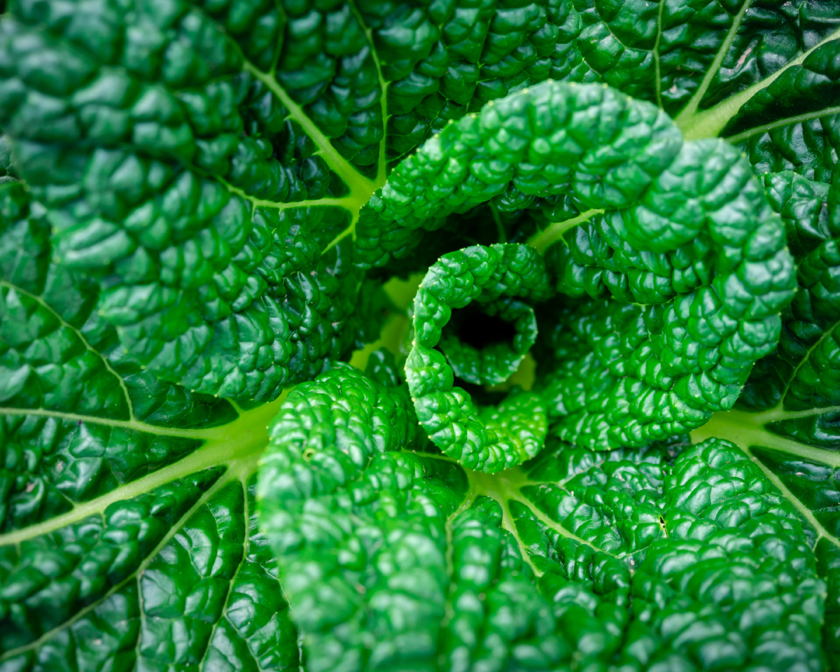 青菜brassicachinensis十字花科芸薹属植物蔬菜众多分为白菜型甘蓝型