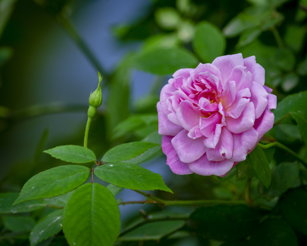 月季rosachinensis月季花学名rosachinensisjacq被称为花中皇后又称