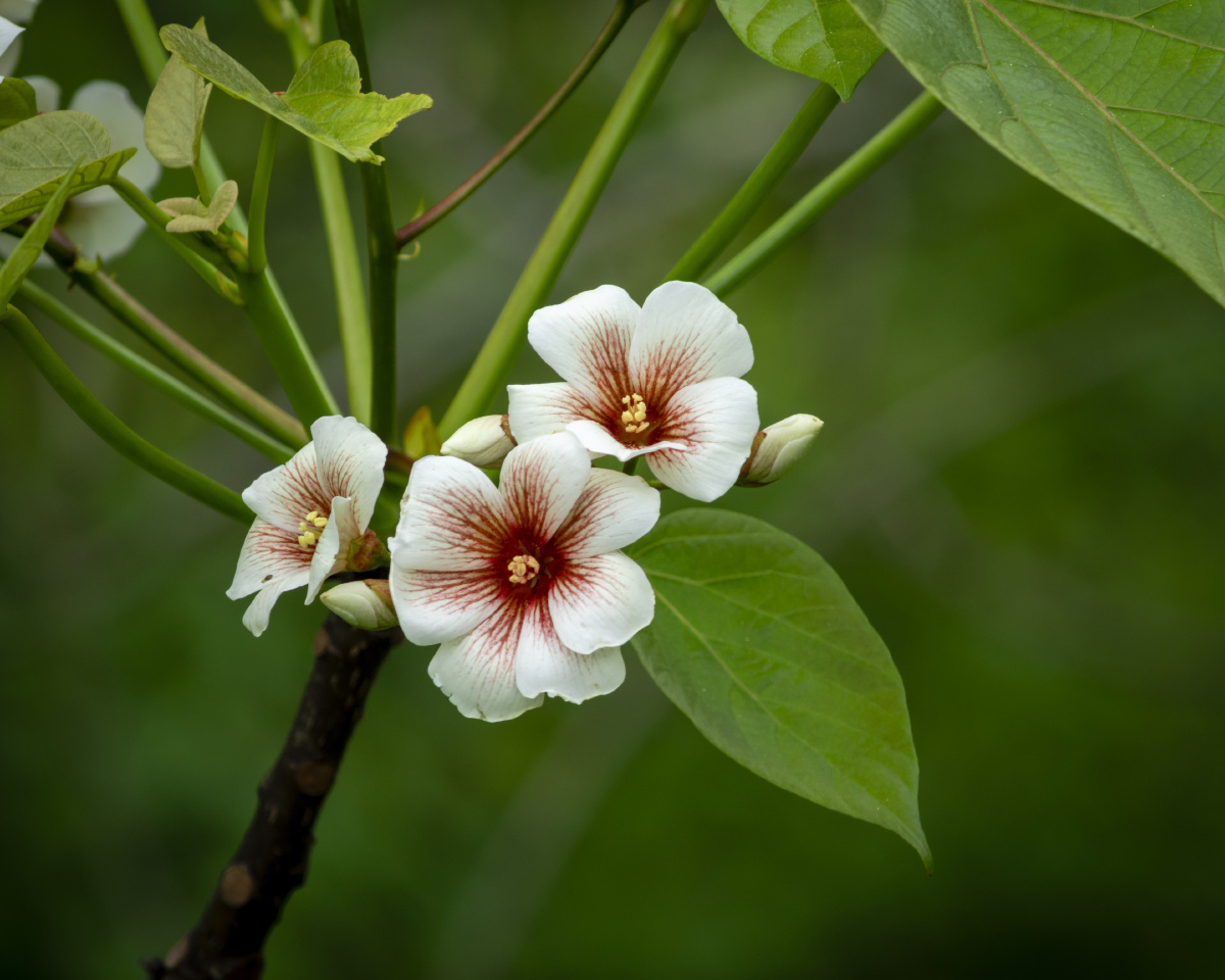 油桐(vernicia fordii (hemsl.) airy shaw) 大戟科油桐属落叶乔木,高