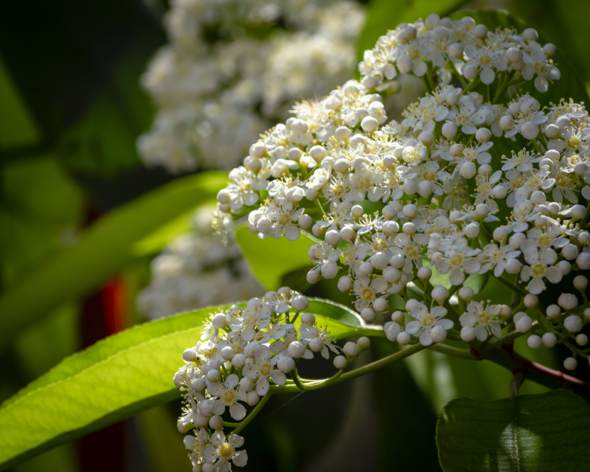 凿木,猪林子,千年红,扇骨木,陕西安康一带称"巴山女儿红" 石楠花语