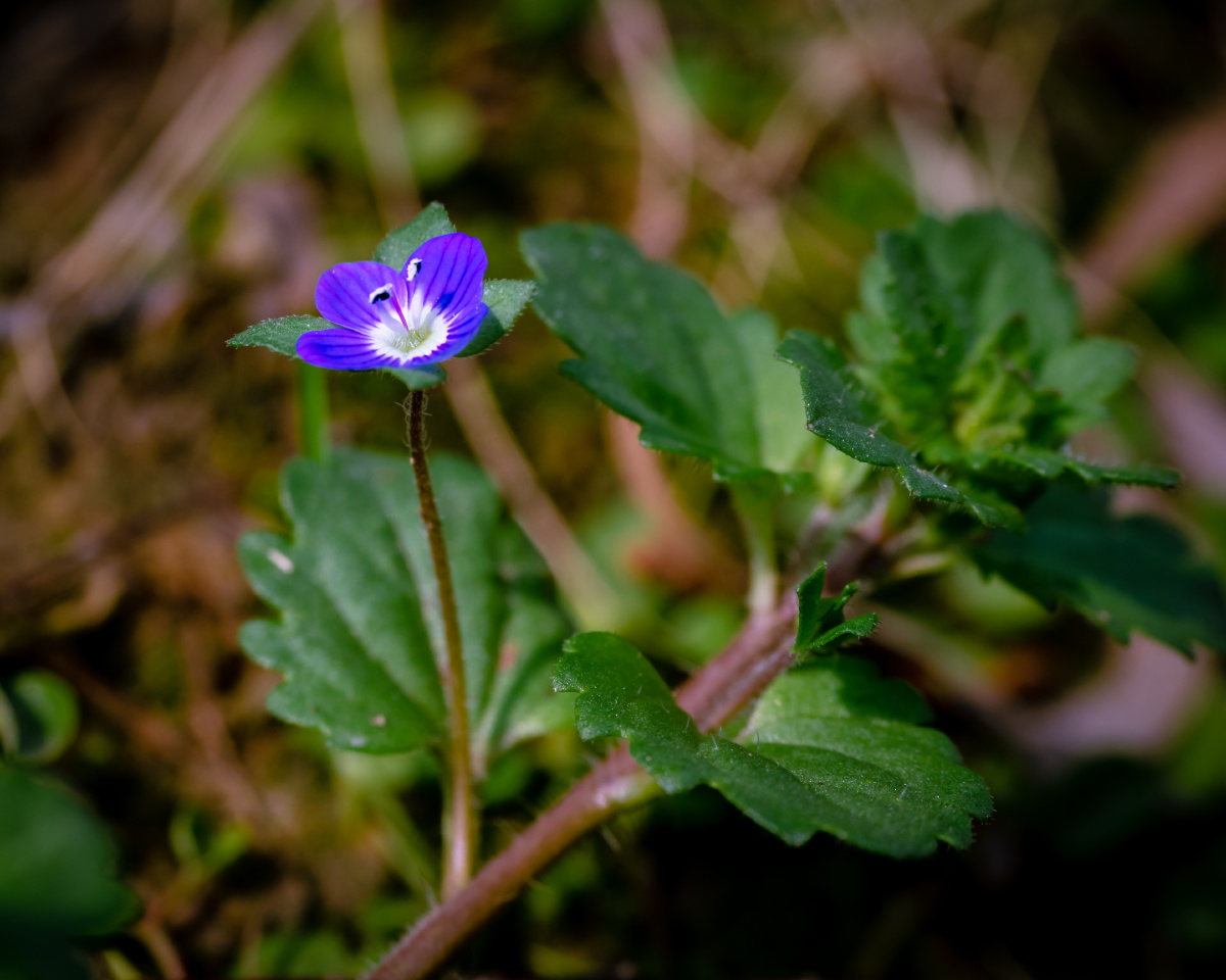 婆婆纳(procumbent speedwell) 玄参科婆婆纳属拉丁文名:veronica