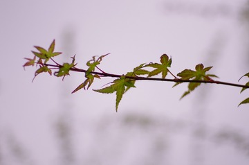 _K5Y2501