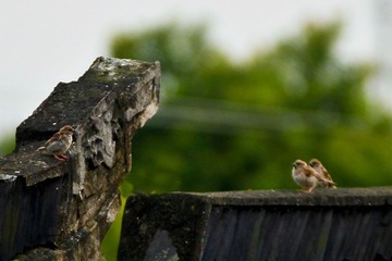 _MG_7305_1.jpg
