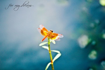 _MG_7260.jpg