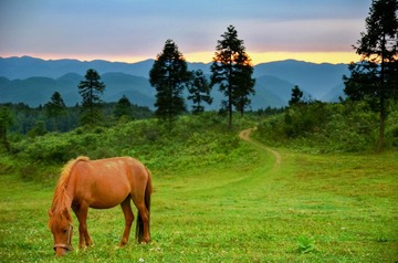 夕阳牧马