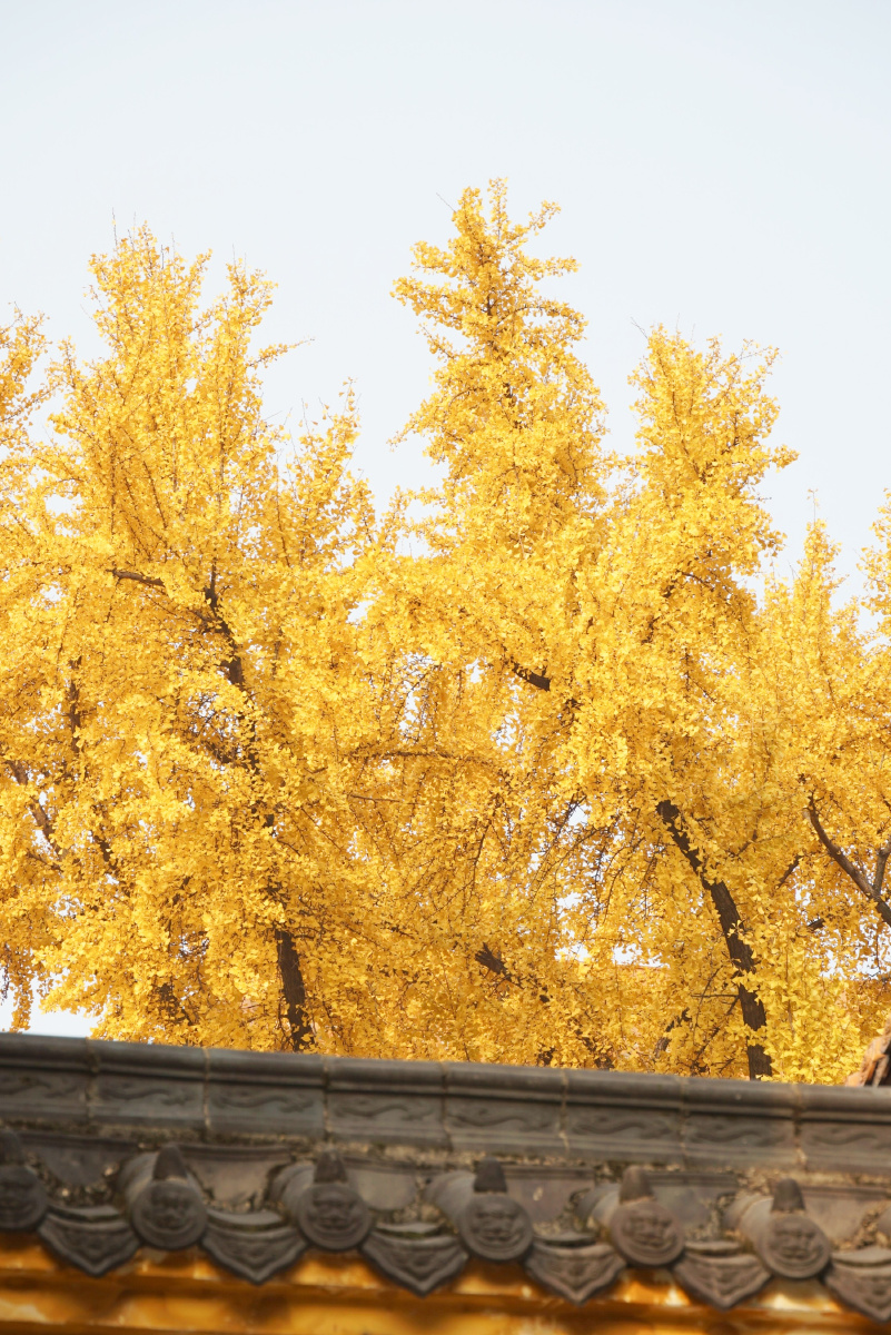 武汉宝通寺百年银杏