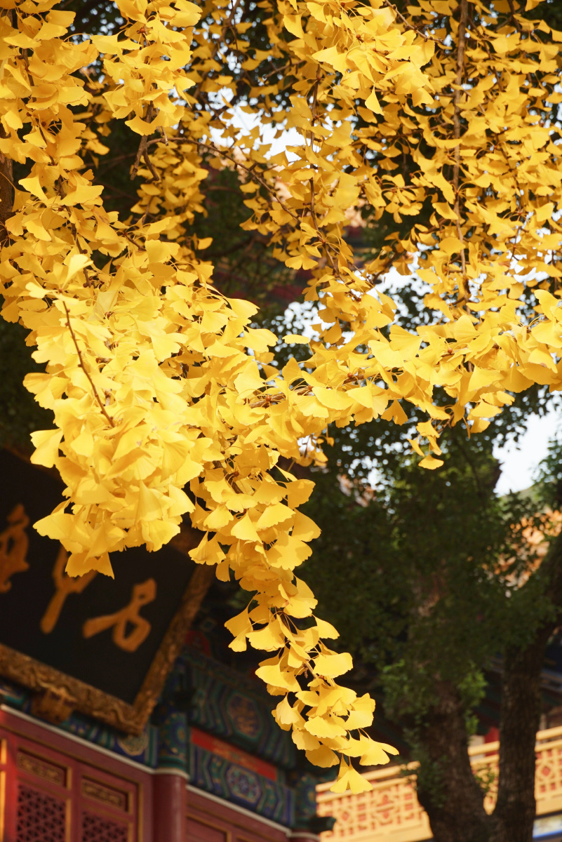 武汉宝通寺百年银杏