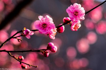 KYH_2095
