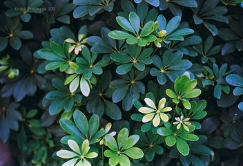菲林记事 2016年9月