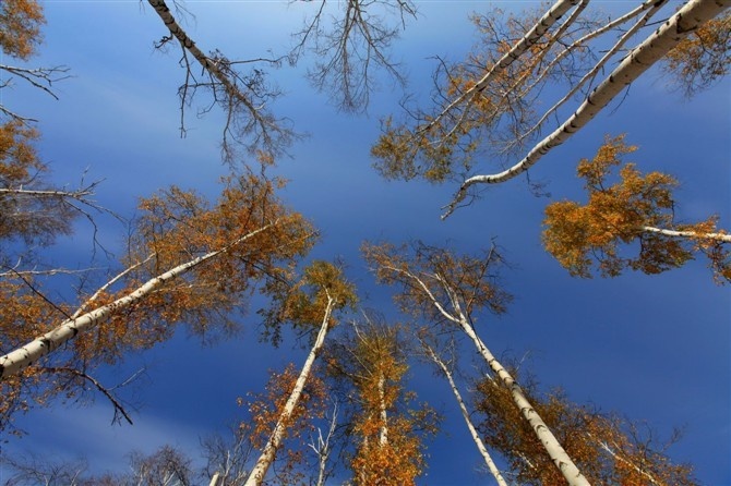向天再借五百年 - 树木 - 王荔