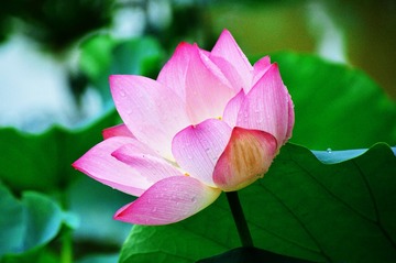 夏雨荷