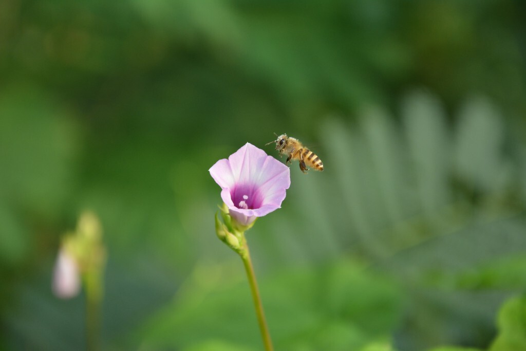 第一次拍蜜蜂