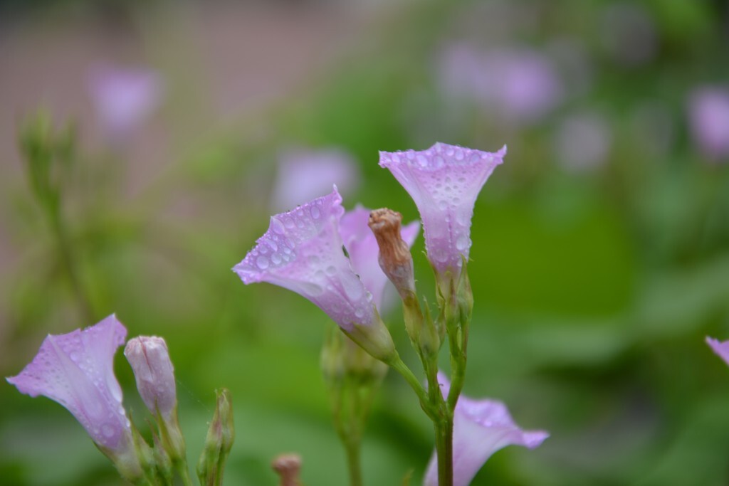 小花