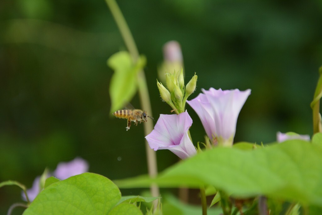 蜜蜂