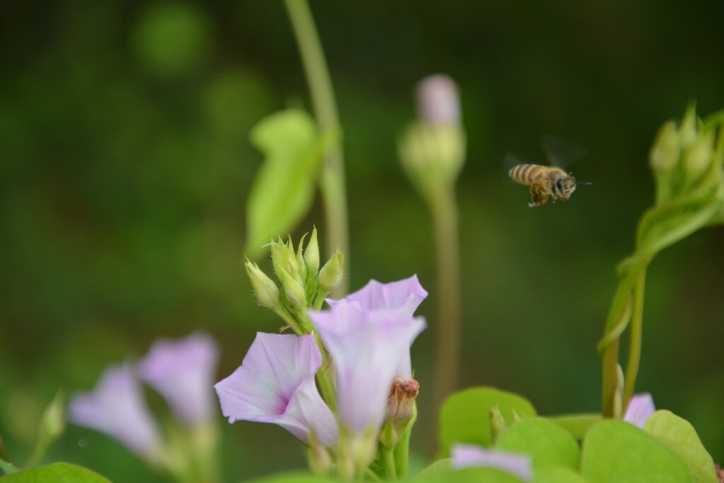 蜜蜂