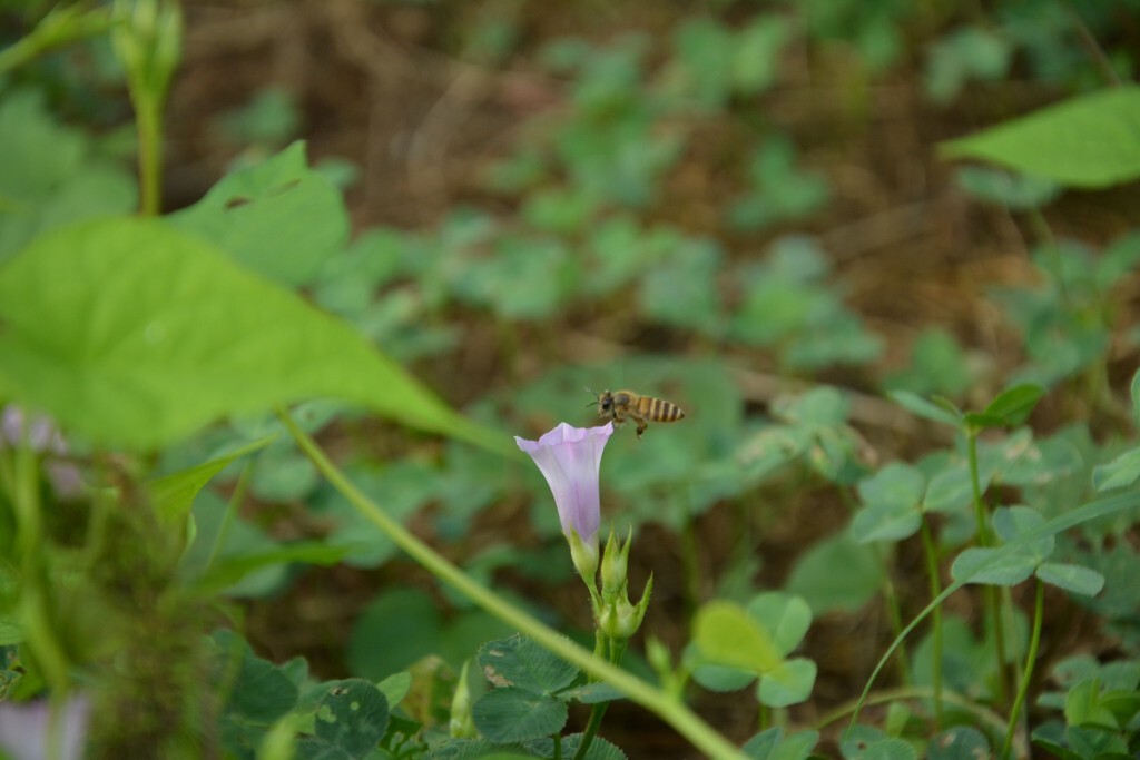 蜜蜂