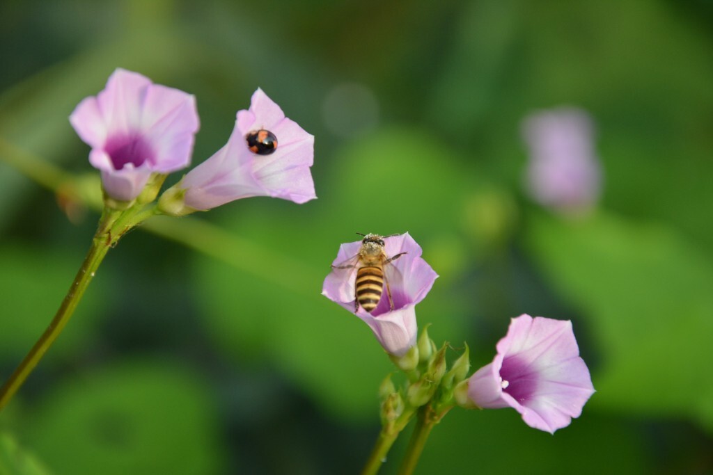 蜜蜂
