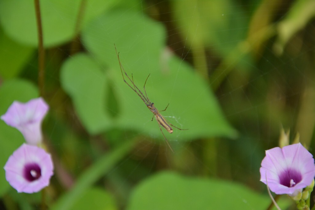 蜜蜂