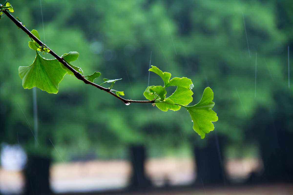 雨中银杏林