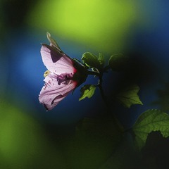 _SAM9726