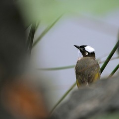 _SAM0668
