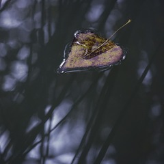 _SAM0074