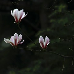 _SAM0471